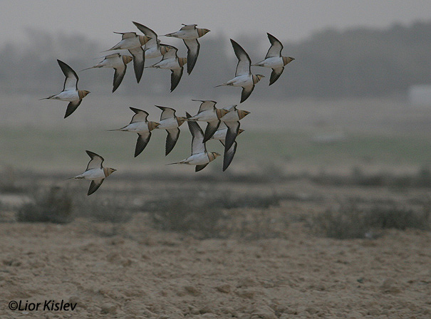 קטה חדת זנבpin tailed sandgrouse pterocles alchta                                           רביבים, מרץ 2006